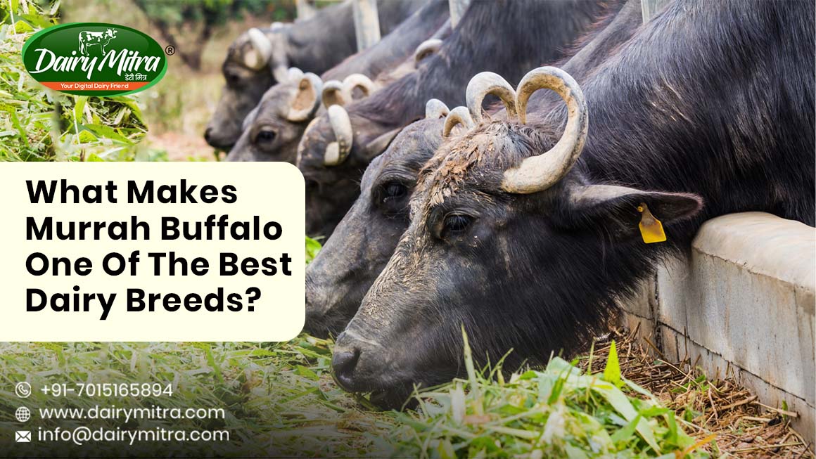 What Makes Murrah Buffalo One Of The Best Dairy Breeds